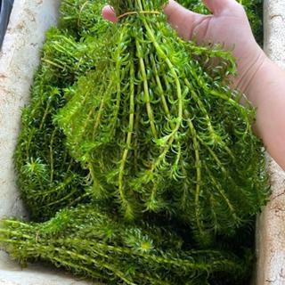 Rong đuôi chó trồng thuỷ sinh thác  nước