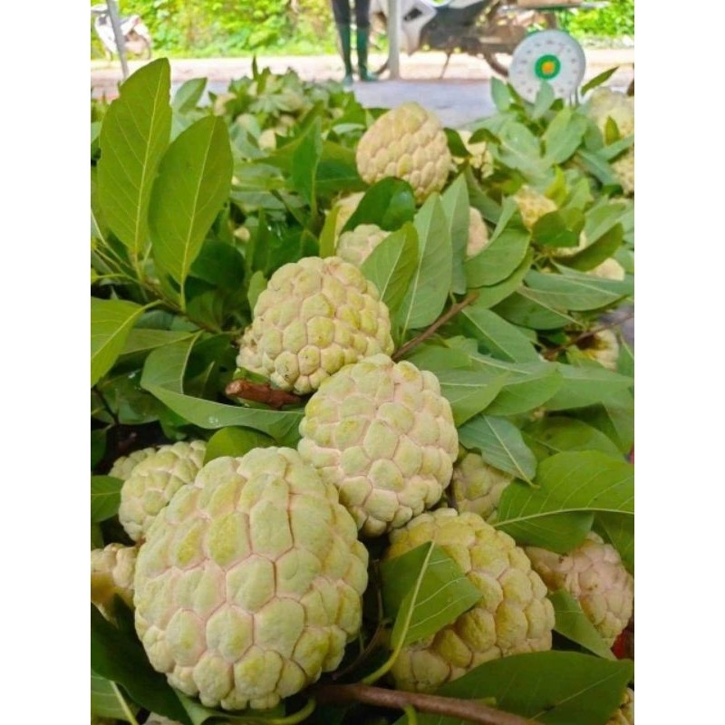 Cây giống na núi đá chi lăng Lạng Sơn