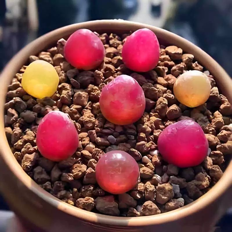 Suculents Fur Sweat Nicai Jelly Beans Cây ban công 4.15