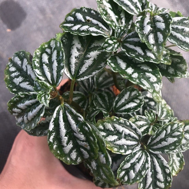 Chậu lá dưa hấu ( nhỉ hổ trắng) - Pilea cadierei