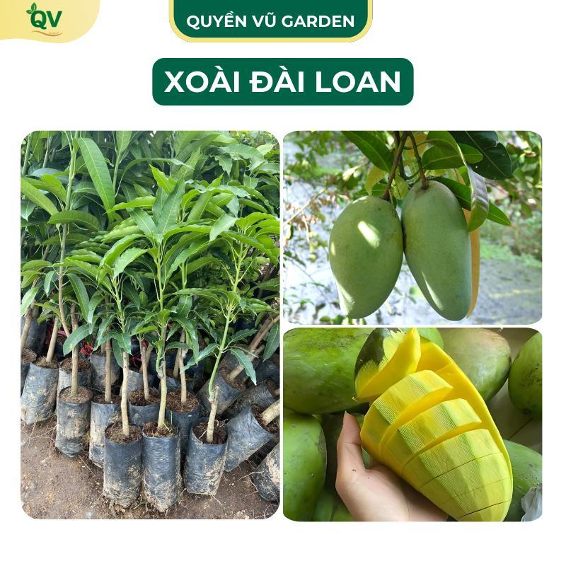 (C87) Cây Giống Xoài Đài Loan Cây Ghép Cành Cao 60-70cm Bầu Rễ Ổn Định