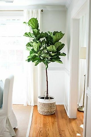 Cây Bàng Singapo ( loại lớn cây thật )