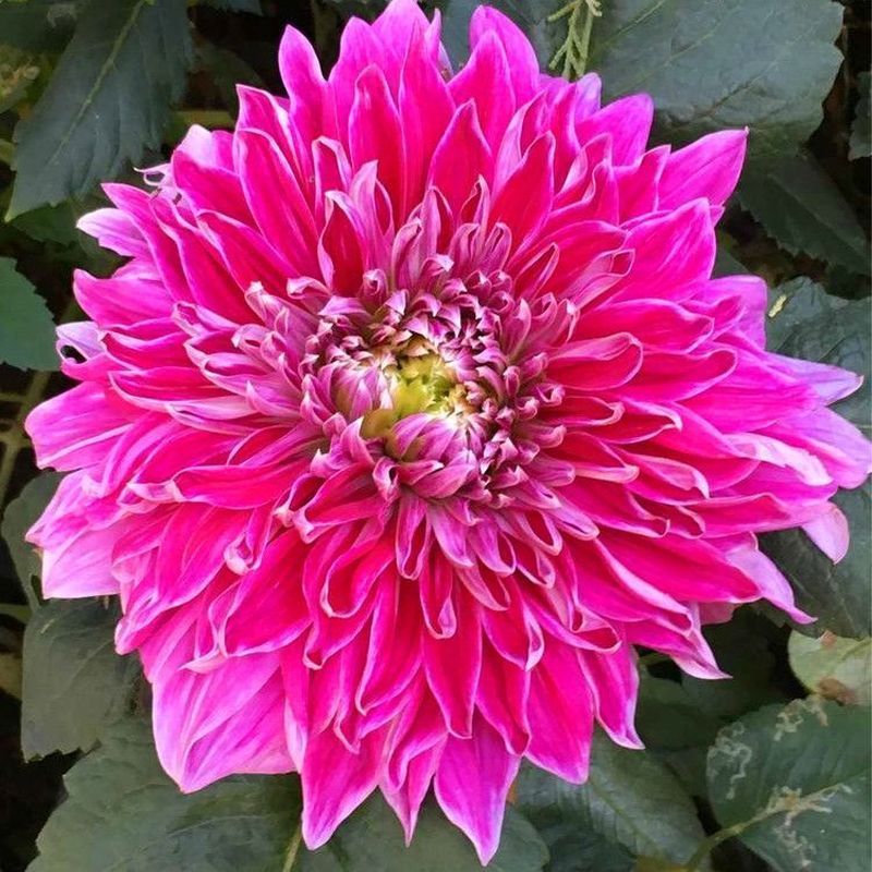 Dahlia Thực Vật Bóng Rễ Hoa Dahlia Rễ Thực Vật Dahlia Quả Bóng Cây Dahlia Cây Chậu Cây0827226P6 / 28