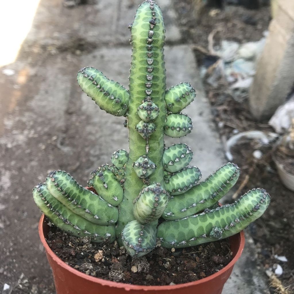 Yabe Kirin Optimus Prime Succulents Chậu Cây Nuôi Tốt Sừng Kirin Optimus Prime Xương Rồng Prime 6.02