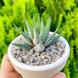 Sen đá móng rồng cỡ nhỏ 5-7cm - Vườn sen đá