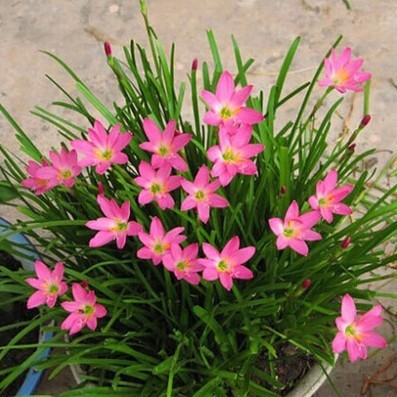 Hàng sẵn có Giao hàng nhanh Fengyu Orchid Plant Hành tây Orchid Plant Poted Plant Ball Root Flower P