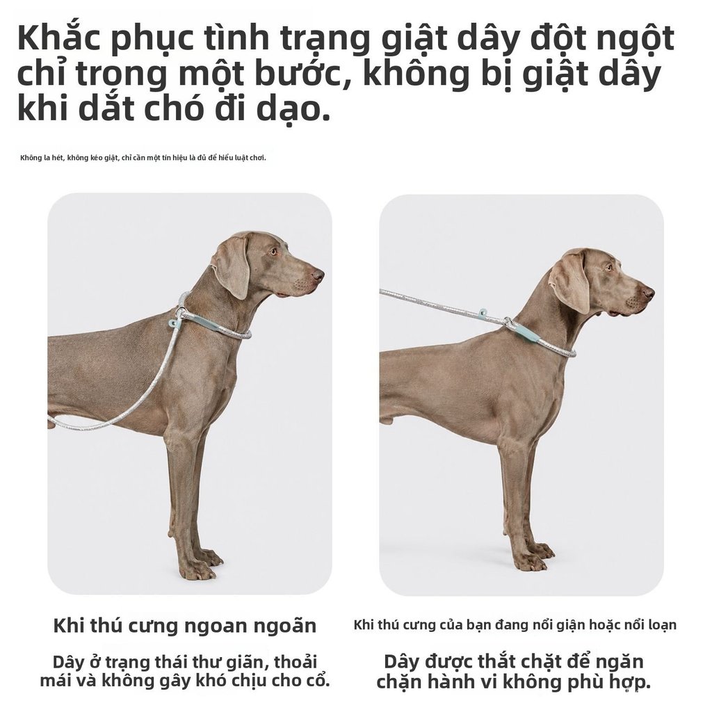 Dây dắt chó tích hợp vòng P MuXin chống giật sang trọng đi dạo kèm túi đựng phân