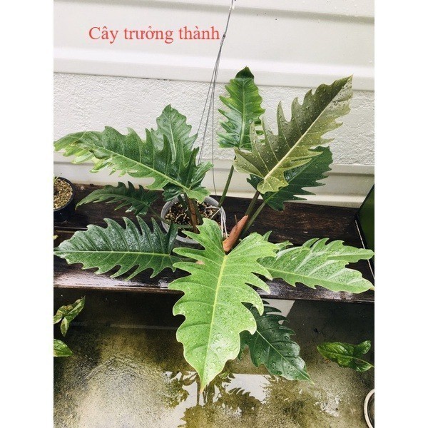 🍃🍃 Philodendron 'Caramel Marble Green' / Kiểng lá trong nhà [Small Leaf]