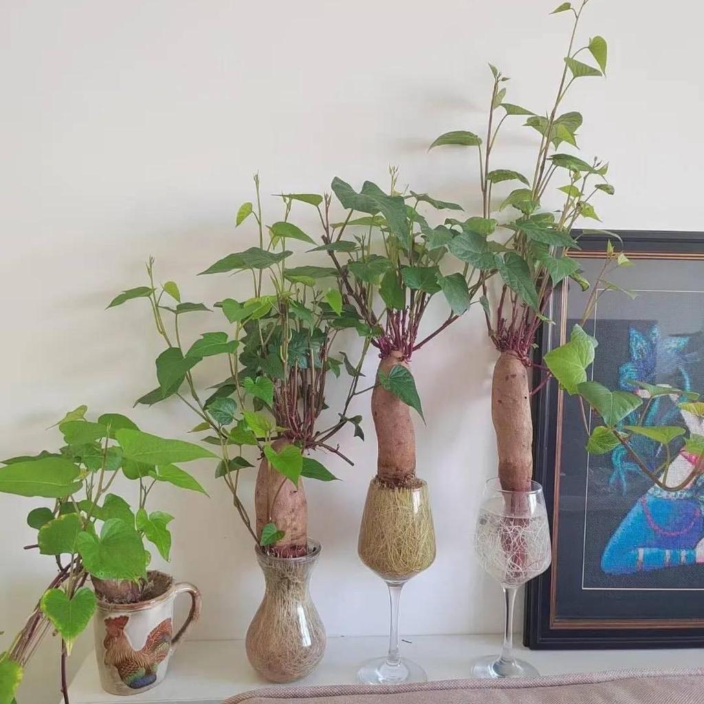 Khoai lan thuỷ canh trang trí bể thủy sinh