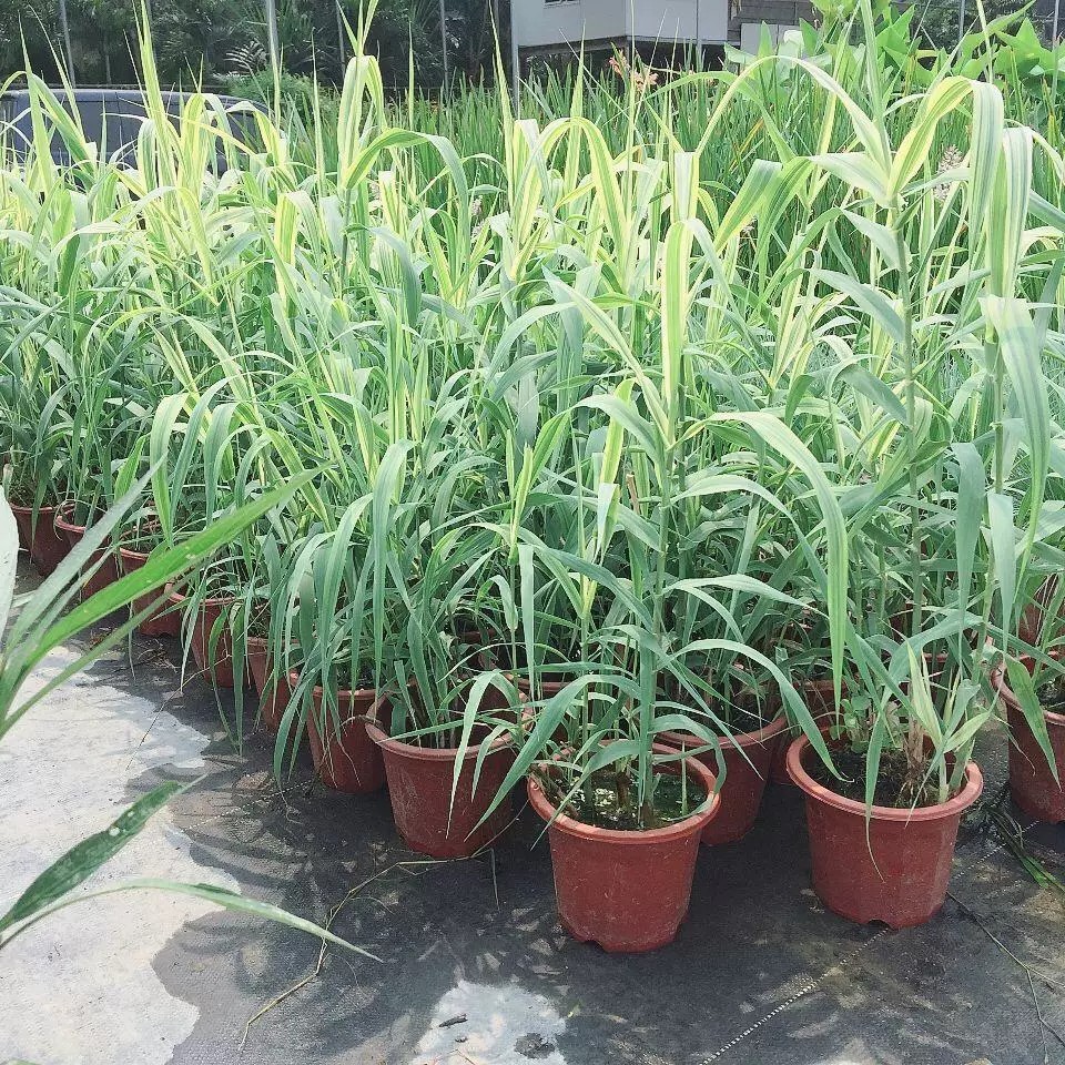 Hàng sẵn có Vận chuyển nhanh Lá hoa Luzhu Miao Ngọc với đế cỏ Năm tuổi Thực vật thủy sinh Công viên 