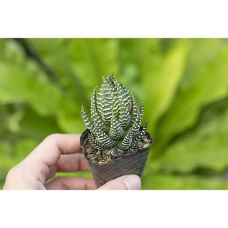 Sen đá móng rồng cụp 3-5cm - Vườn sen đá