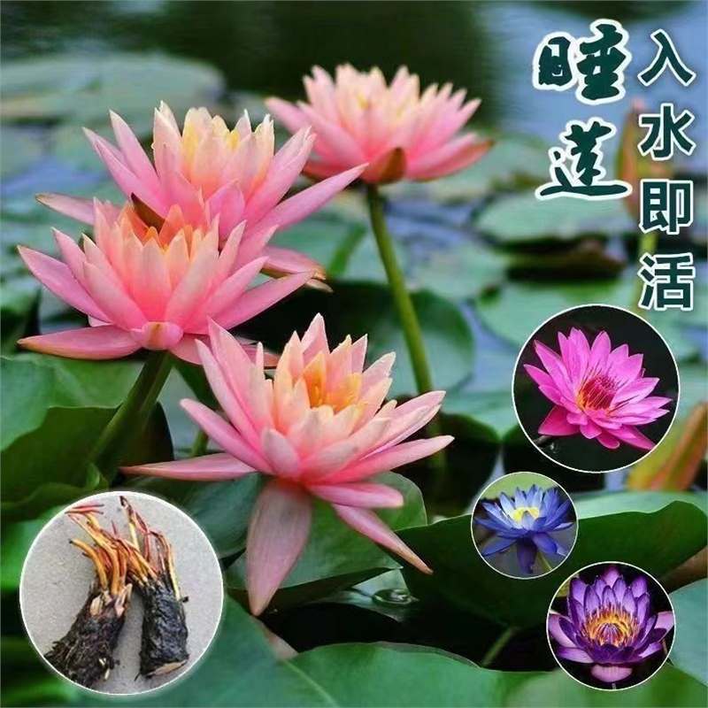 Hàng sẵn có Vận chuyển nhanh Nước Lily Flower Pond Water Tank Nước lớn Lily Root Block Flower Hydrop