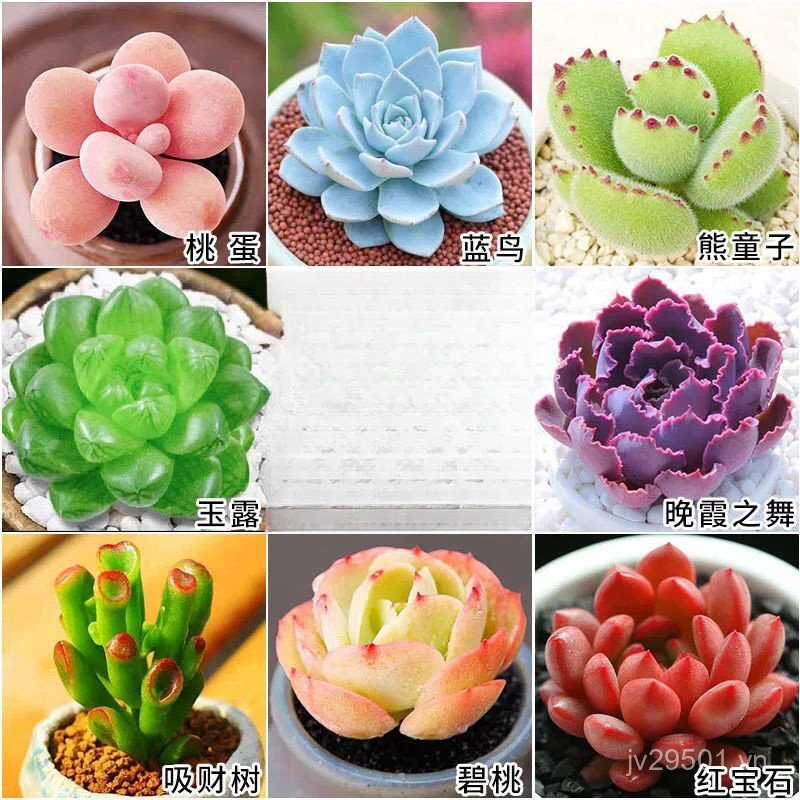 Eight Ruby Earthy Ruby No Yulu Succulents Chihuahua Town Store Chậu mọng nước Đào Trứng Gấu Cậu Bé L