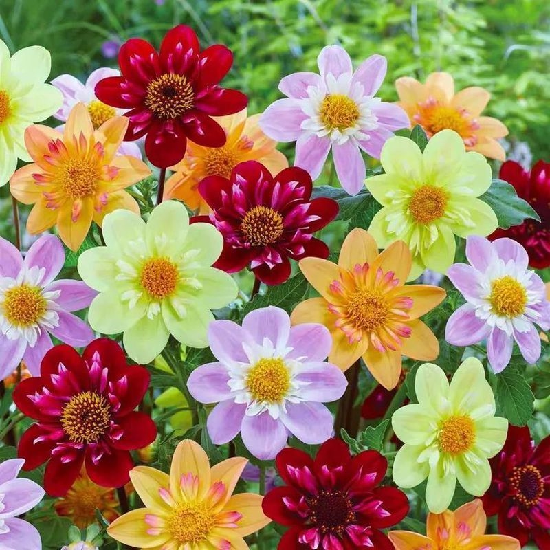 Xiaoli Hạt Giống Hoa Đơn Cánh Hoa Dahlia Hạt Giống Hoa Dahlia Dahlia Dahlia Dahlia Dễ Dàng Hành Tinh
