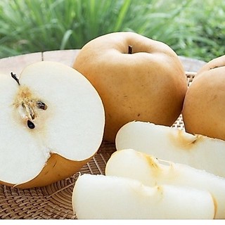 CÂY GIỐNG LÊ NÂU (MẮC CỌP)
