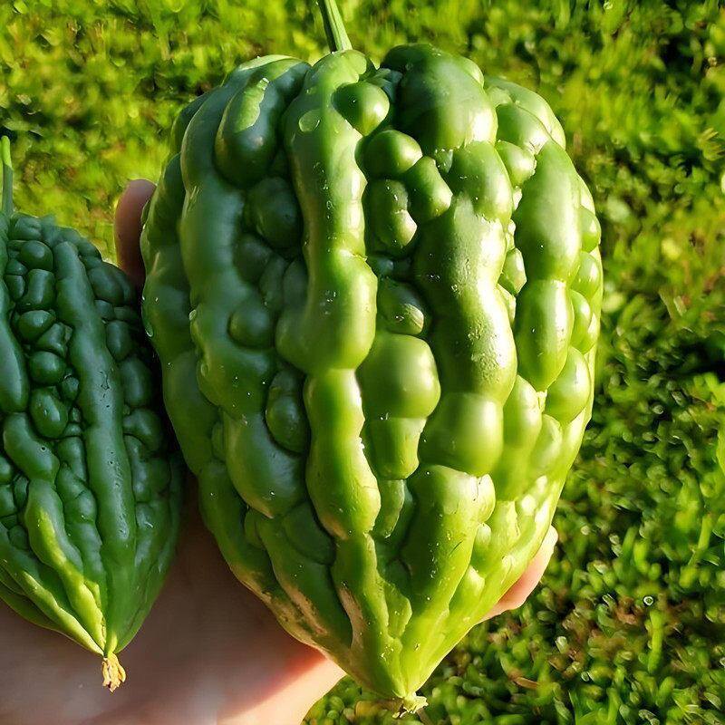 Green Green Green Apple Bitter Gourd Seed Seed Four Seasons Plant Raw Not Bitter Fruit Bitter Gourd 