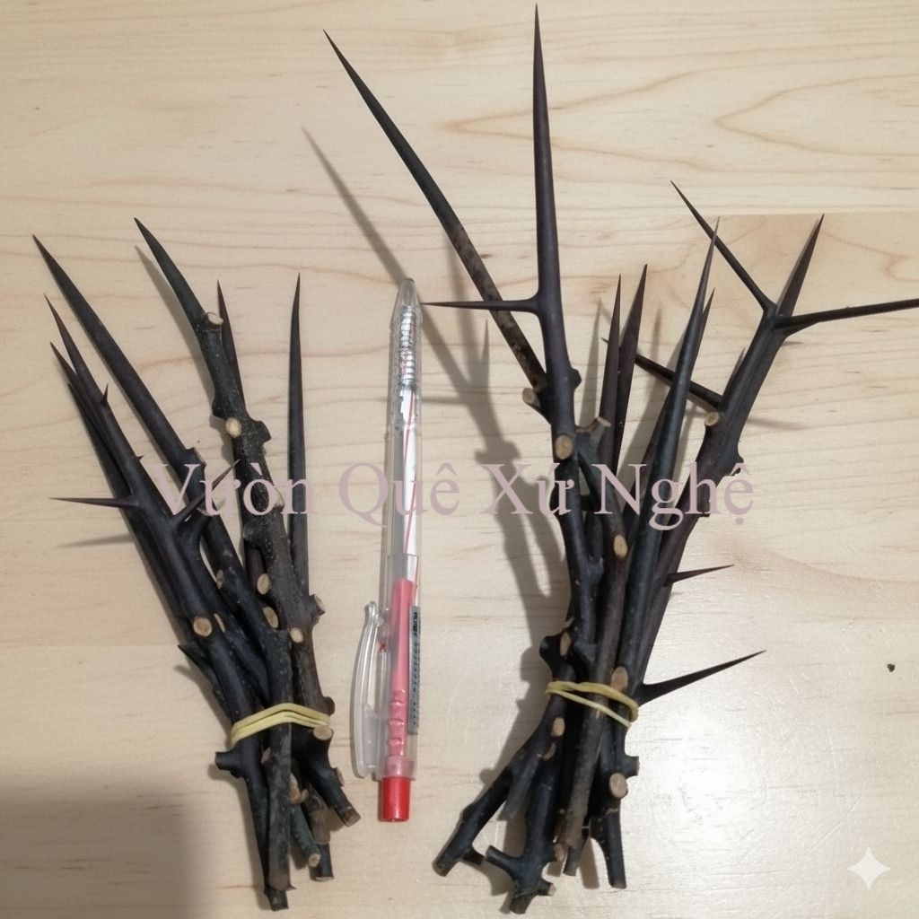 Gai bồ kết bó 7 gai / 9 gai/ 12 gai vật phẩm phong thủy trừ, xua đuổi khí xấu, cầu may mắn(hàng cắt 