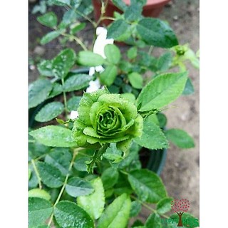 2 Gốc hoa hồng ngoại