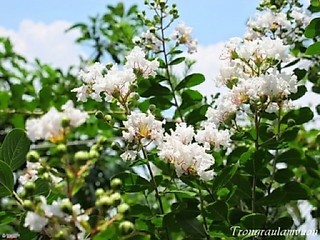 Hoa tường vi