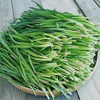 HẠT GIỐNG RAU HẸ TA  5gr