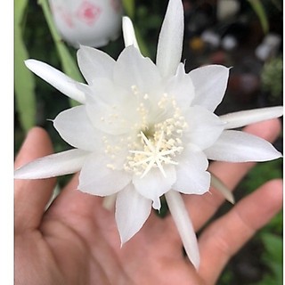 Quỳnh hoa trắng bông thơm