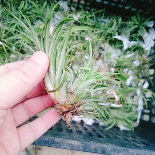 Cây không khí - Cây cảnh mini