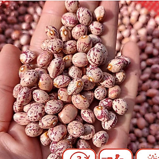 500gr ĐẬU CÚC ĐÀ LẠT