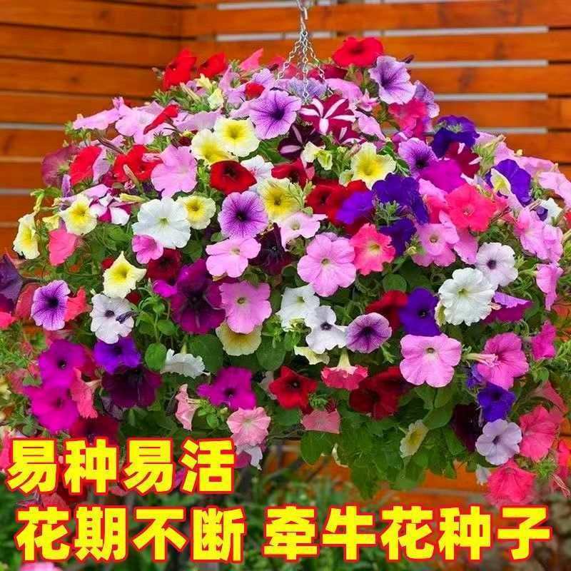 Bán Chạy Vận Chuyển Nhanh Treo Thấp Morning Glory Hạt Giống Thấp Morning Glory Hạt Giống Chậu Cây Dễ