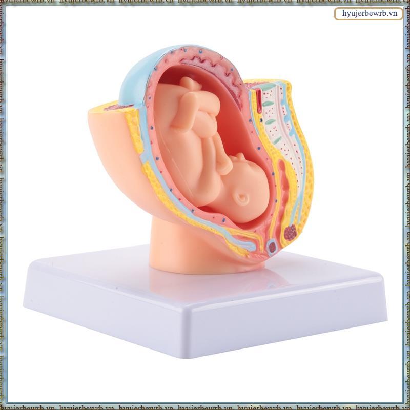 Con người Mang thai Phát triển thai nhi Tháng 9 Mô hình vùng chậu phôi thai Fetus Foetus Giải phẫu b