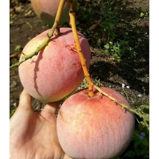 Chậu cây xoài úc ( cao 50 -80cm)