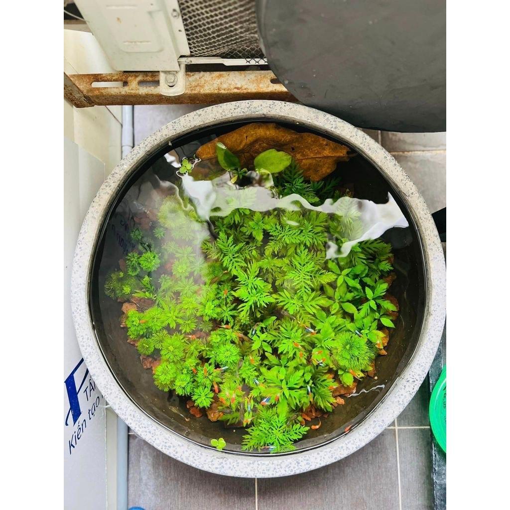 Thuỷ cúc lá cạn trồng thuỷ sinh, dễ trồng, dễ sống không cần co2