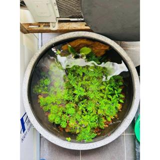 Thuỷ cúc lá cạn trồng thuỷ sinh, dễ trồng, dễ sống không cần co2