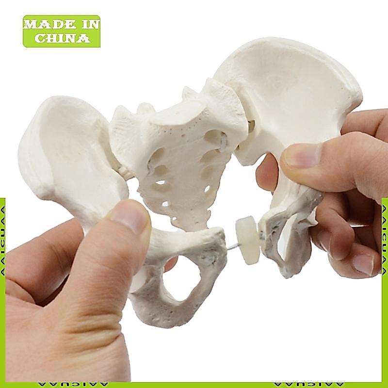 AA Mini Size Nữ Pelvis Model Mô Hình Sinh Sản Pelvic Mô Hình Giảng Dạy Y Tế
