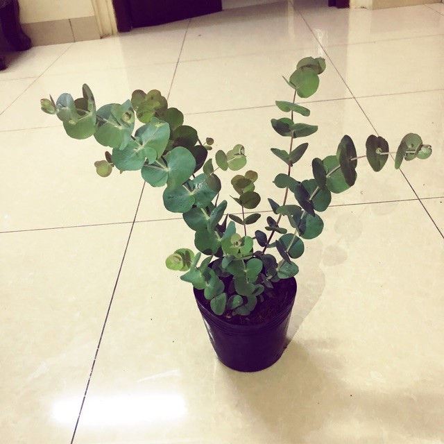 Cây Đô La Bạc - Bạch Đằng cảnh - Silver Dollar Tree - Eucalyptus cinerea (Argyle Apple)