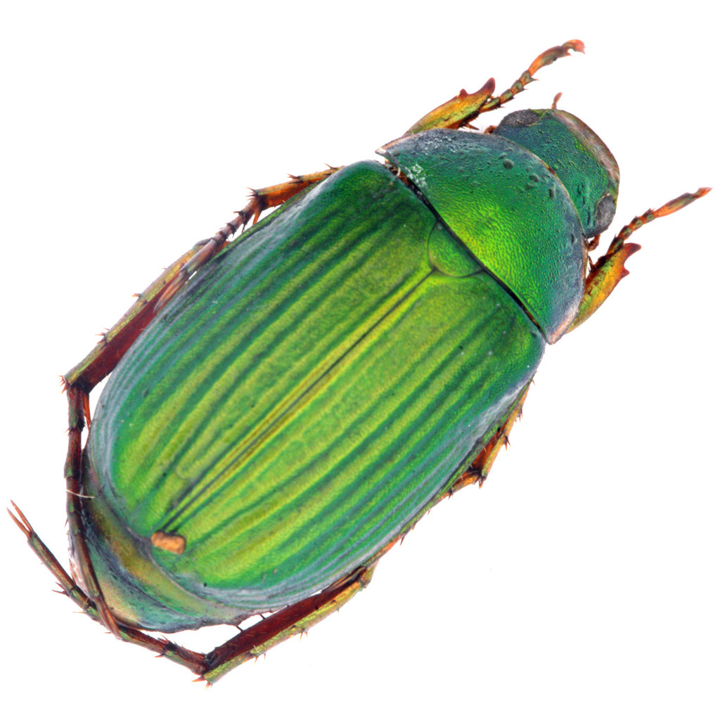 Kho V5, Metal Green Strip Abnormal Beetle SP, Mẫu côn trùng bọ cánh cứng thật, Canton, 15mm, A1