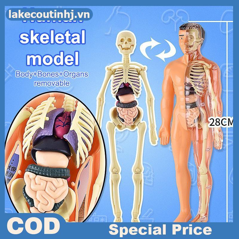 Lu 3D Human Skeleton Organ Anatomy Bộ mô hình khoa học Bộ mô hình giáo dục cơ thể trẻ em Mô hình có 