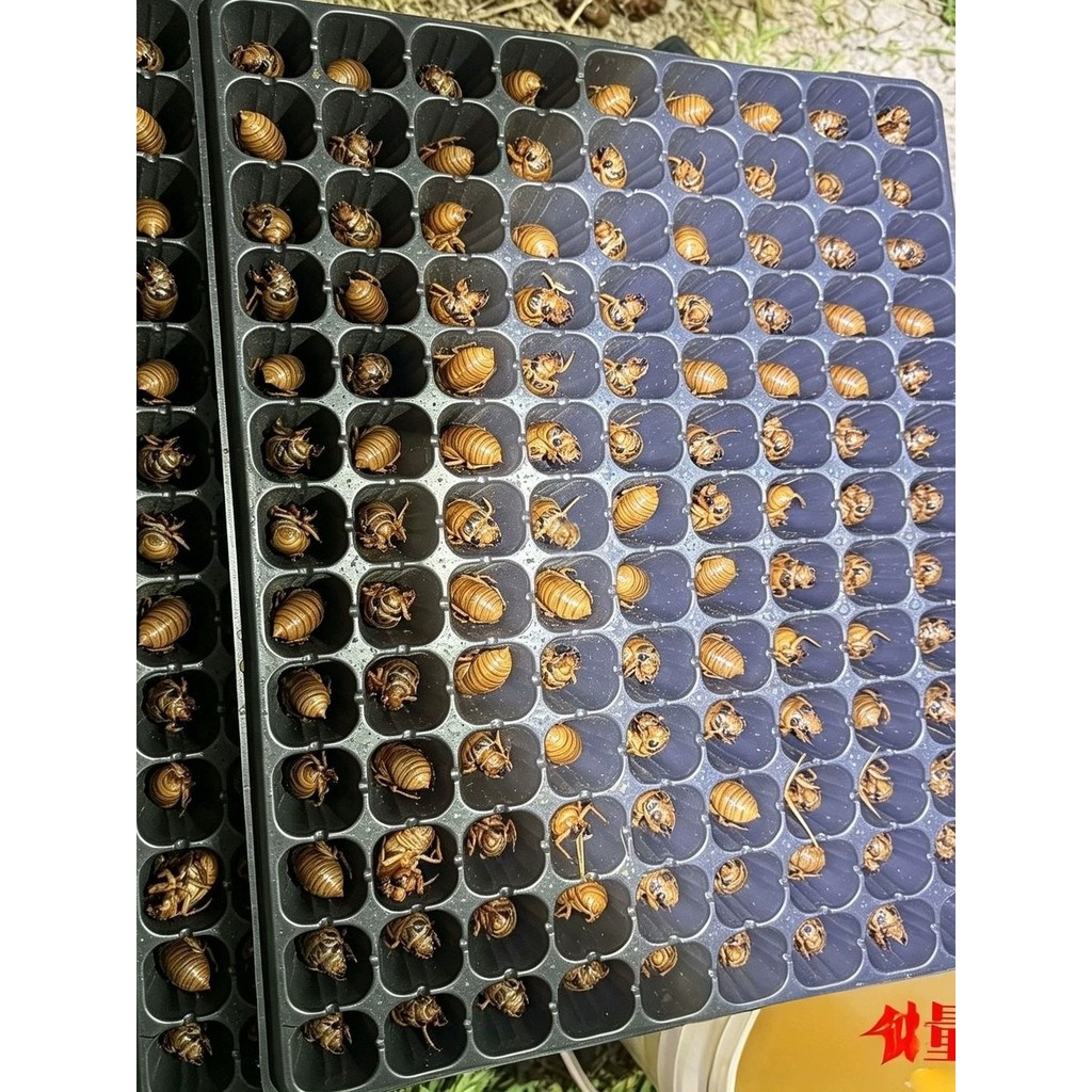 Tiện ích đếm Cicada — Khay đếm Cicada, đặc biệt dành cho bảng đếm Cicada và khỉ, Khay đựng dụng cụ t