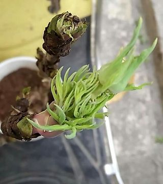 Củ mẹ hoa mẫu đơn cho hoa Tết