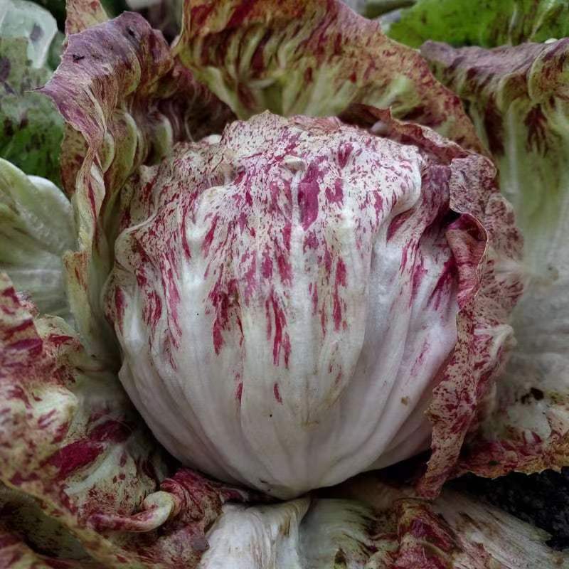 Knot Ball Red Spot Chicory Seed Cold-Restant Landing Earth Lettuce Knot Ball Chicory Lettuce Seed Fo