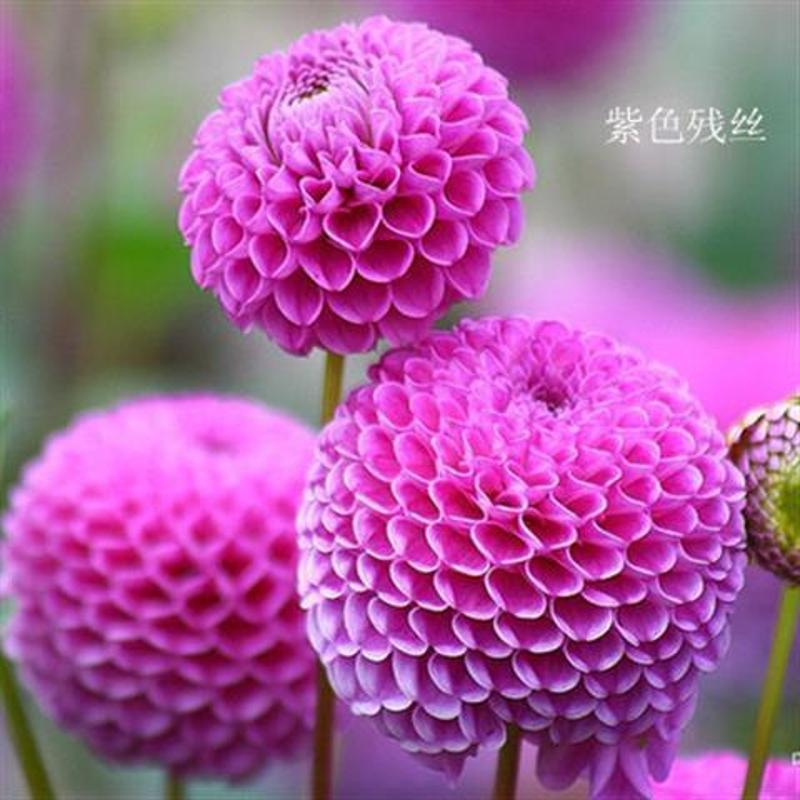 Dahlia Trồng Bóng Sân Bốn Mùa Đỏ Tiaotia Dahlia Khối Rễ Bốn Mùa Hà Lan Dahlia Bóng Rễ Cây Giống Một0