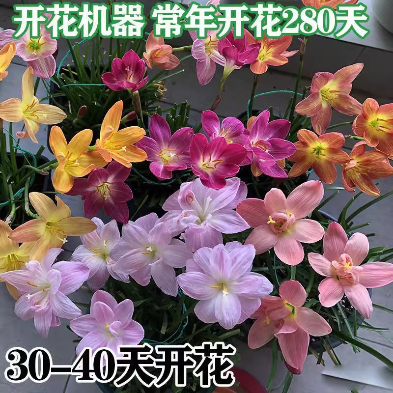 Hàng sẵn có Giao hàng nhanh Fengyu Orchid Plant Onion Orchid Plant Poting Ball Root Flower Plant Lee