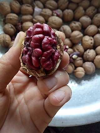 Quả óc chó đỏ 1kg