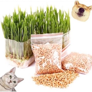 Hạt giống cỏ mèo cao cấp 100gr