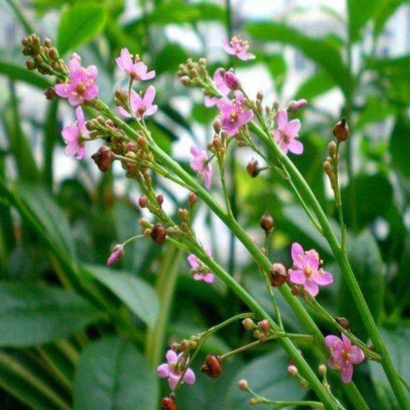Hàng sẵn có Giao hàng nhanh Hạt giống đất hoang dã Nhân sâm đất phong lan Fu Nhân sâm Shenhua Nhân s