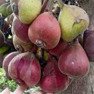Cây Vả Mật s LOẠI 01