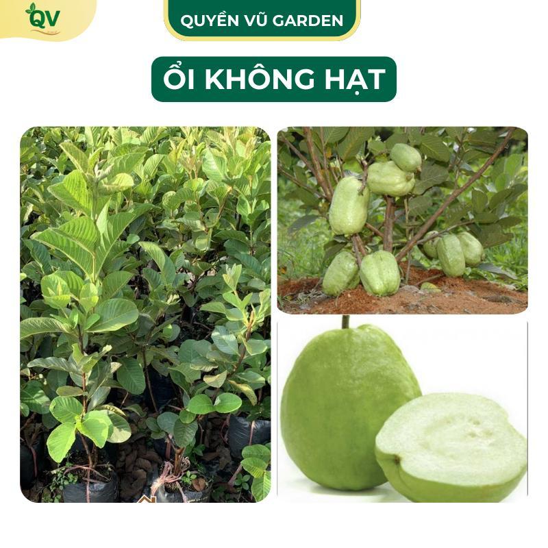 (C211) Cây giống ổi không hạt Thái Lan Tứ quý ( cây ghép)