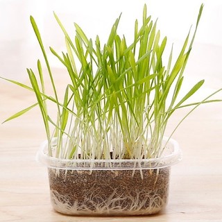 Hạt trồng cỏ mèo(hộp)