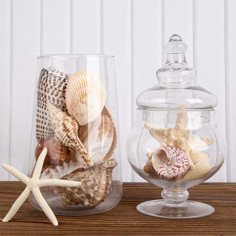 12 PCS Mixed Seashells Starfish Conch Set Decor Shell Accessories For Fish Tank Aquarium Nice Landsc