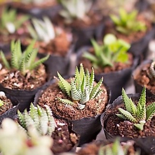 Sen đá móng rồng cỡ nhỏ 5-7cm - Vườn sen đá