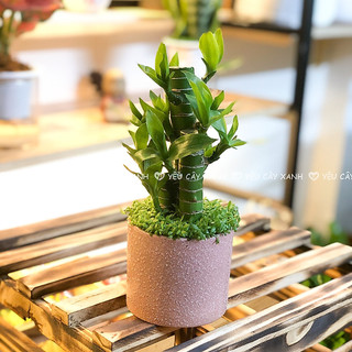 Cây Phát Tài Khúc 3 thân, Trúc Phát Tài 3 thân, Cây Xanh Phong Thủy để bàn (Mẫu chậu ngẫu nhiên)